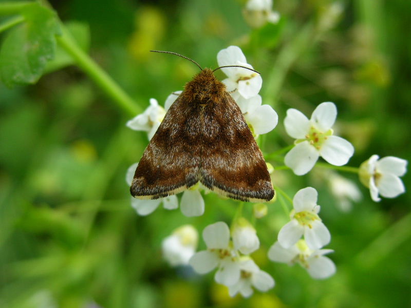 Farfallina su Capsella (Panemeria tenebrata)